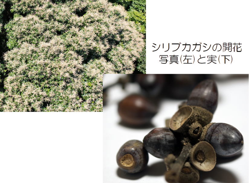 シリブカガシの開花写真(左)と実(下)